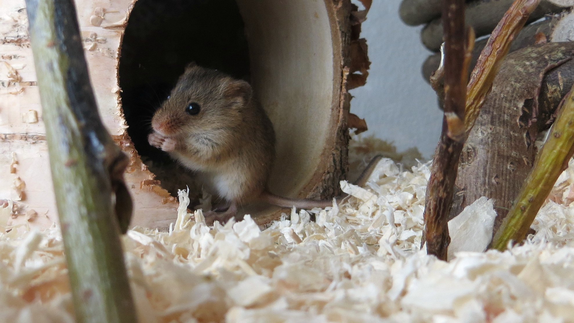 eurasische Zwergmaus