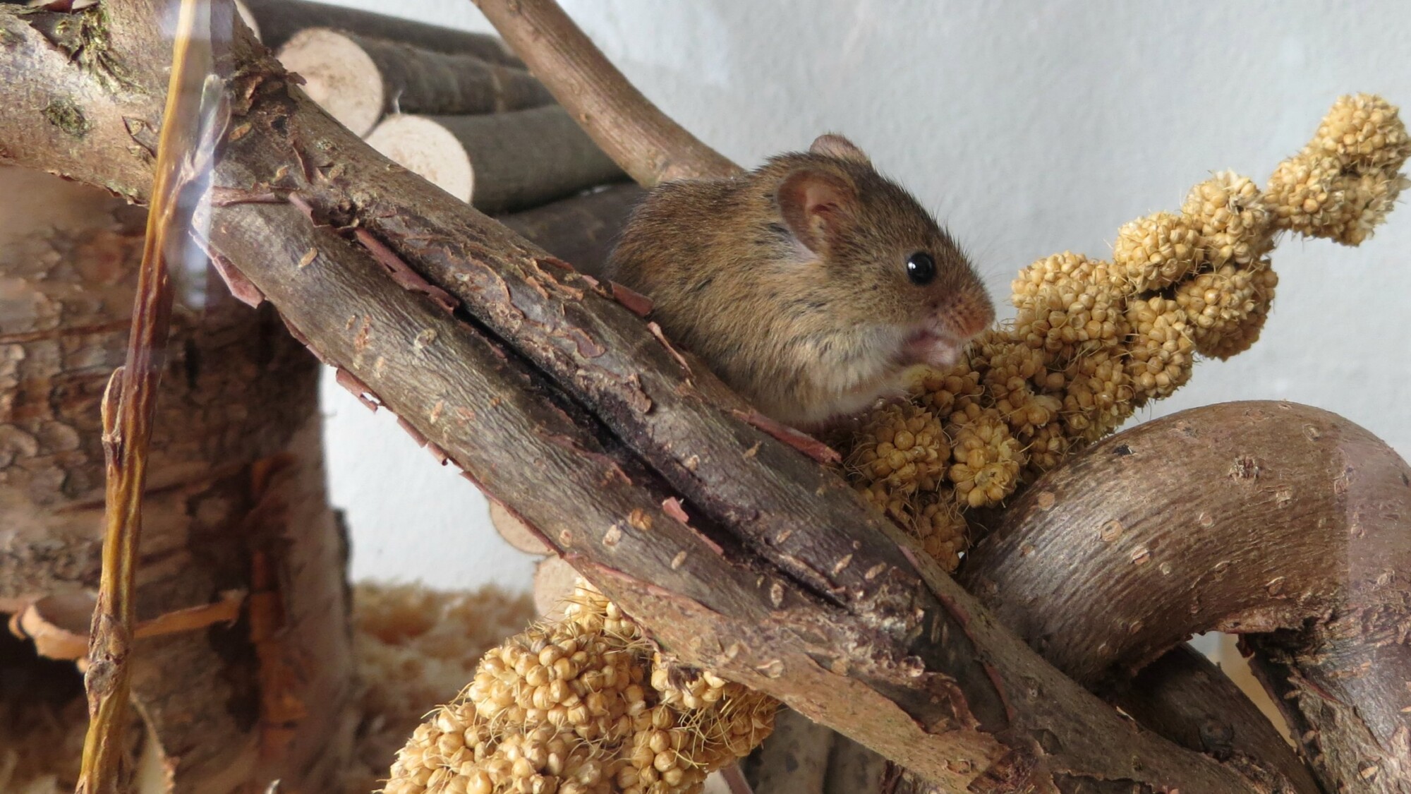 eurasische Zwergmaus