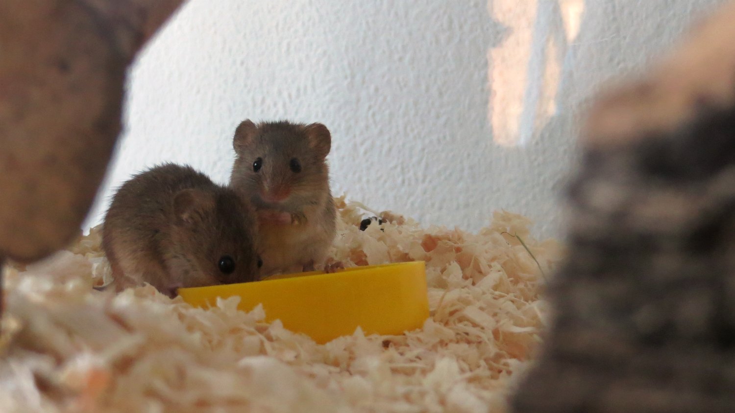 eurasische Zwergmäuse