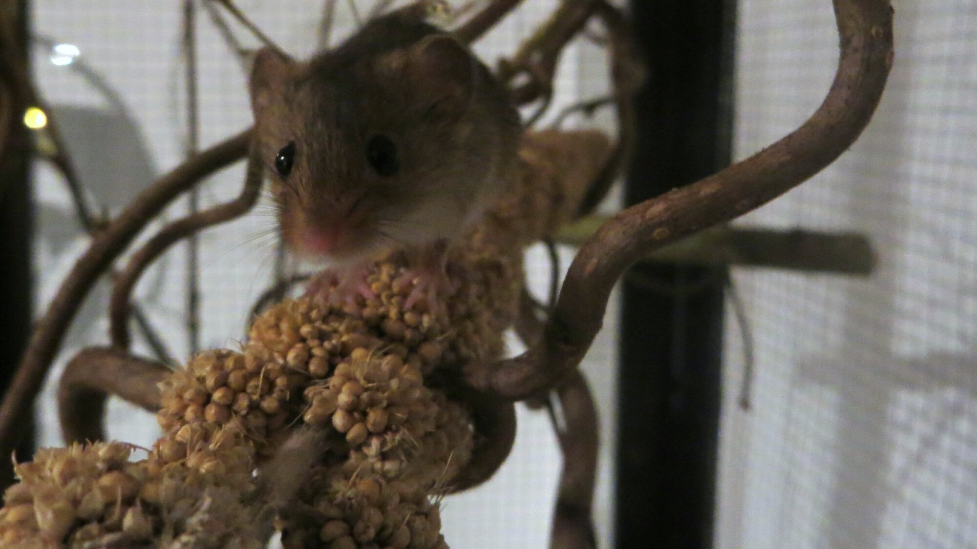 eurasische Zwergmaus