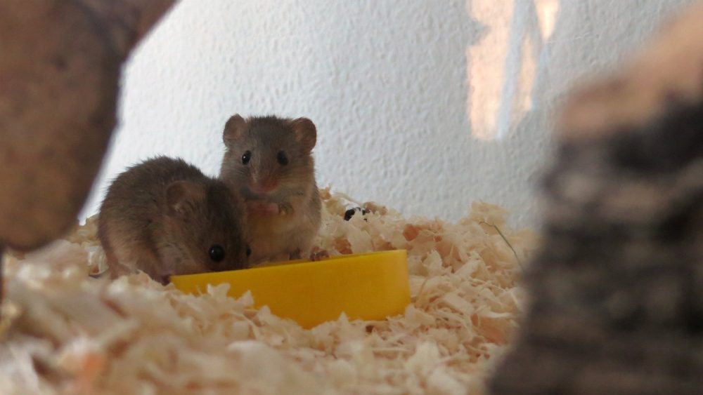 eurasische Zwergmäuse beim Fressen