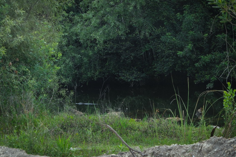 Aligator in freier Wildbahn